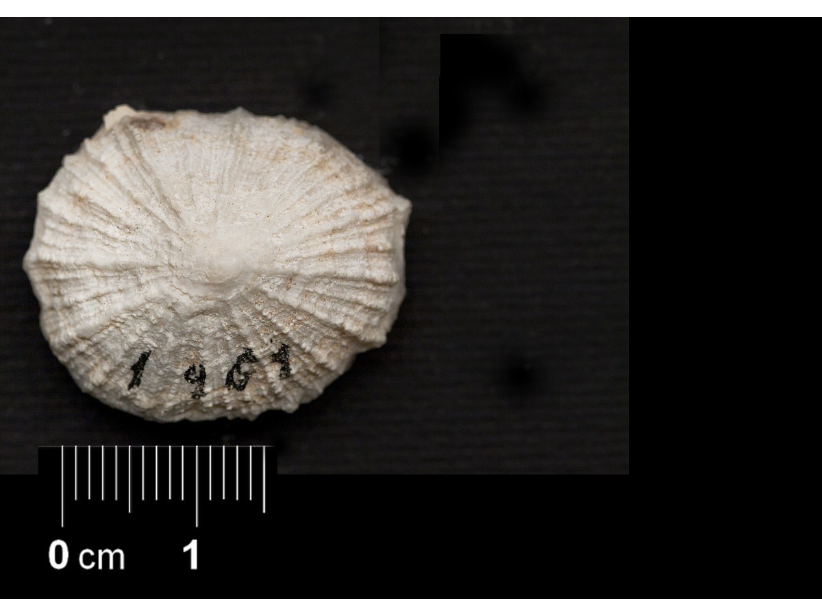 Fossile (invertebrato, esemplare)