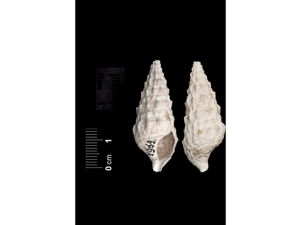 Fossile (invertebrato, esemplare)