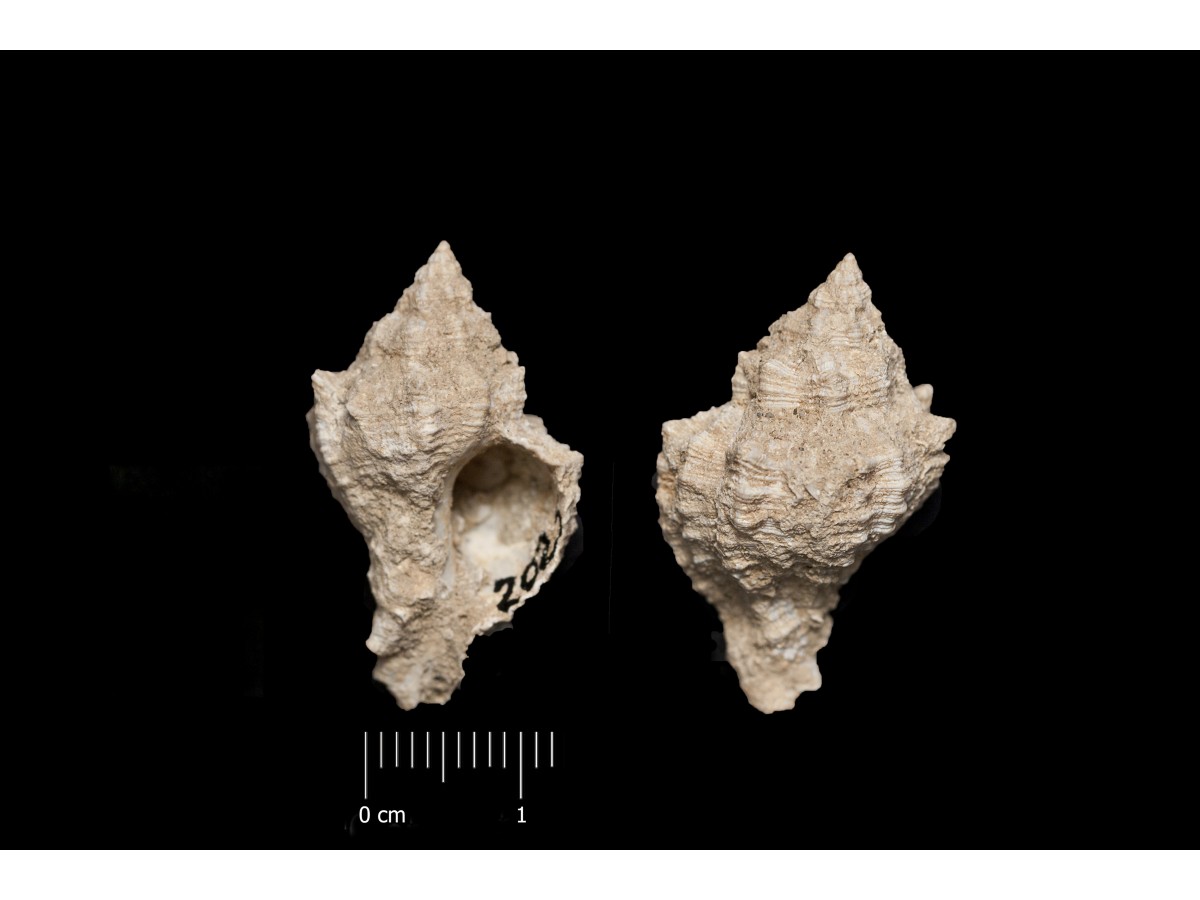 Fossile (invertebrato, esemplare)