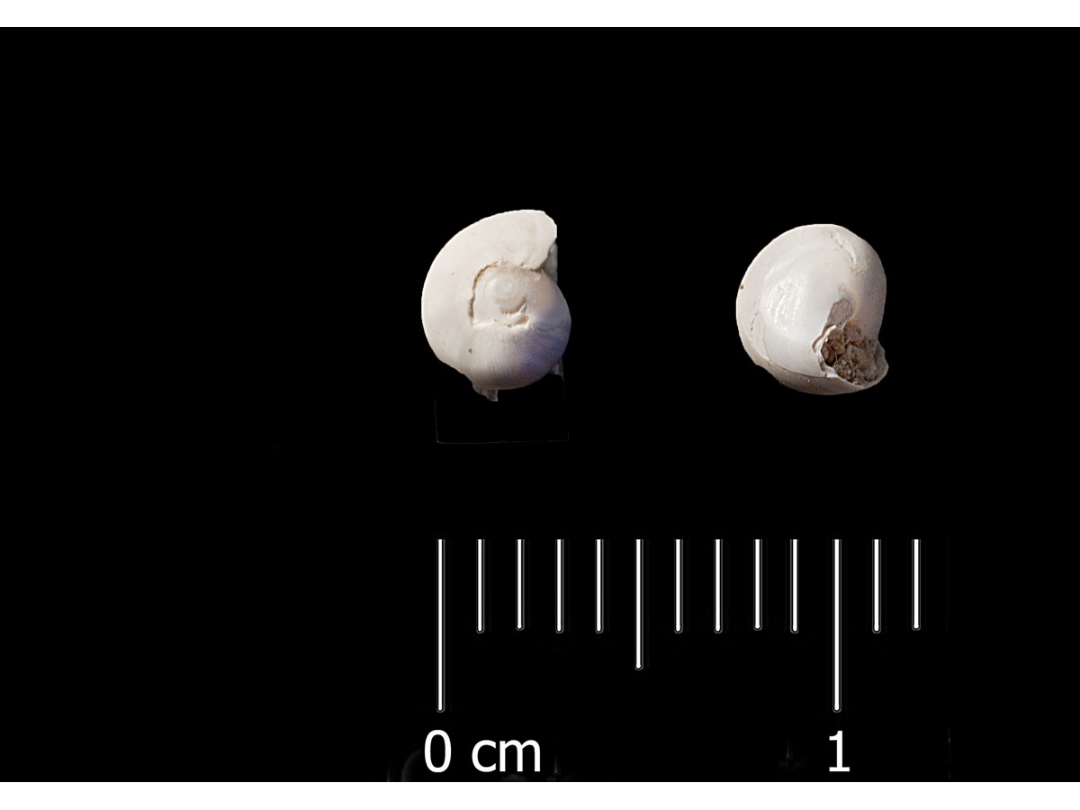 Fossile (invertebrato, esemplare)