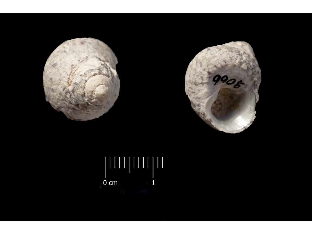Fossile (invertebrato, esemplare)