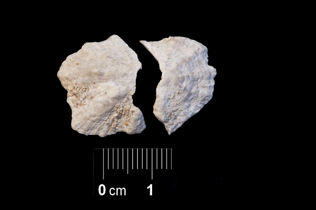 Fossile (invertebrato, esemplare)