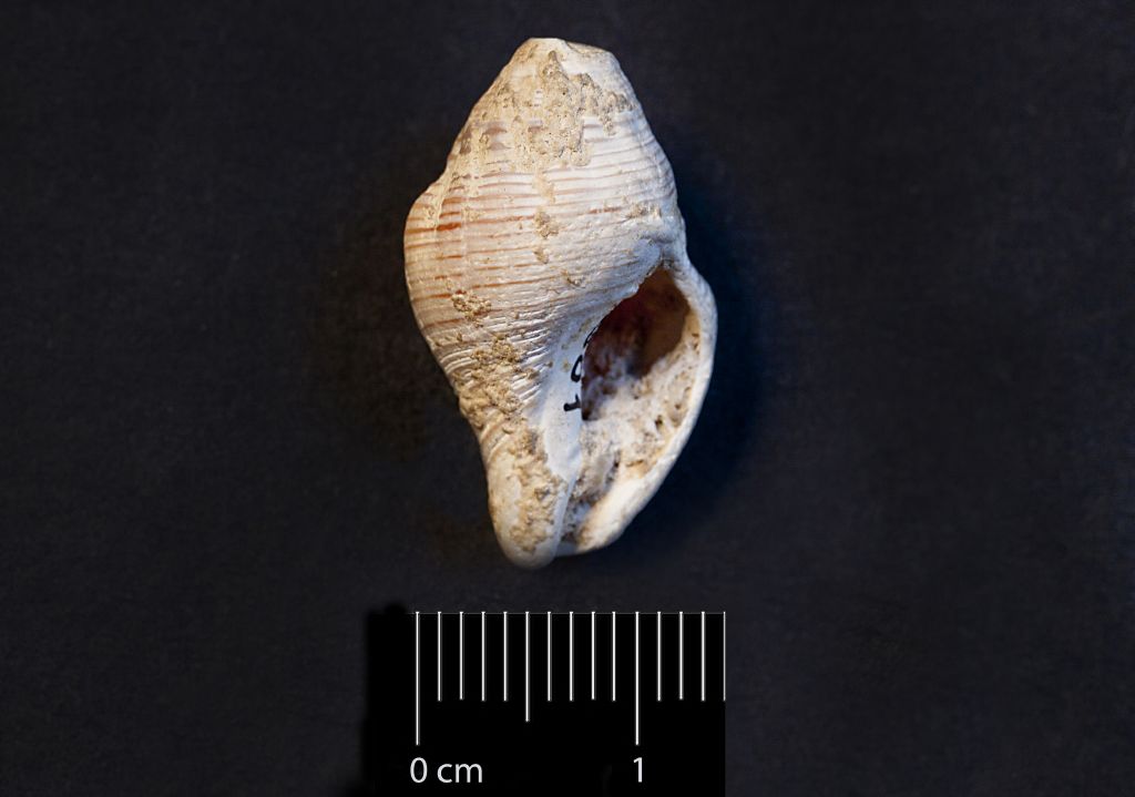 Fossile (invertebrato, esemplare)