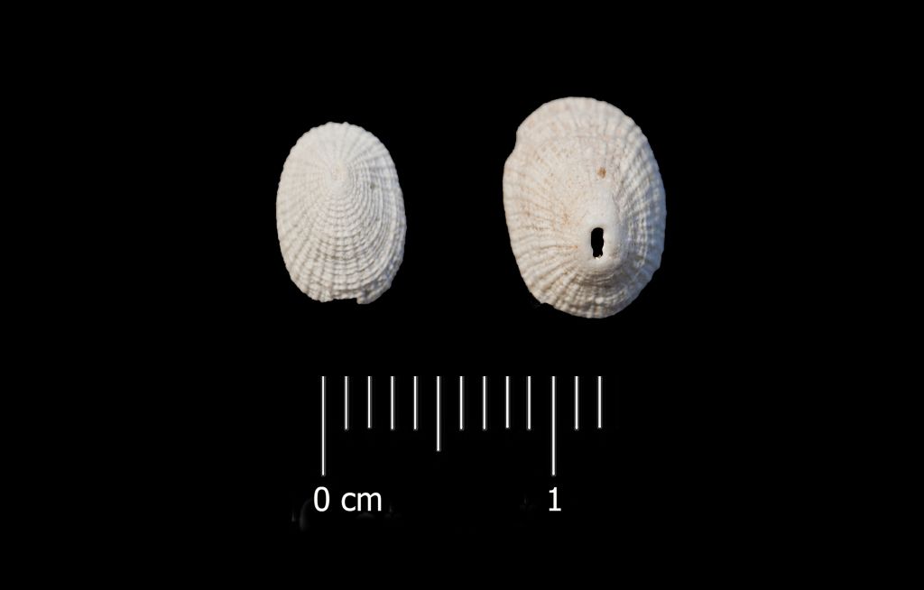 Fossile (invertebrato, serie)