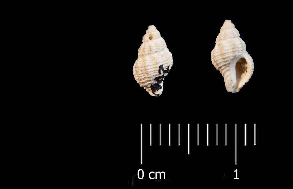 Fossile (invertebrato, esemplare)