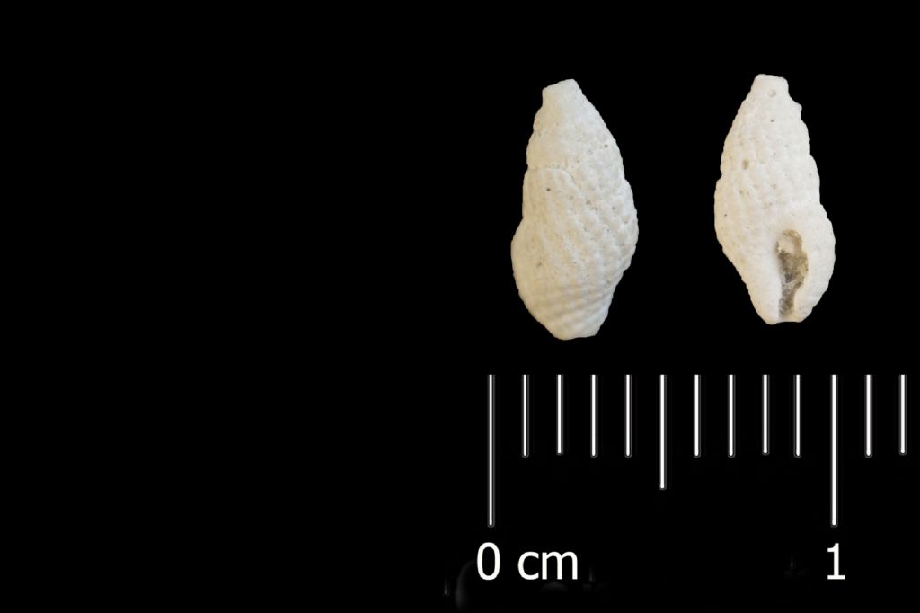 Fossile (invertebrato, esemplare)