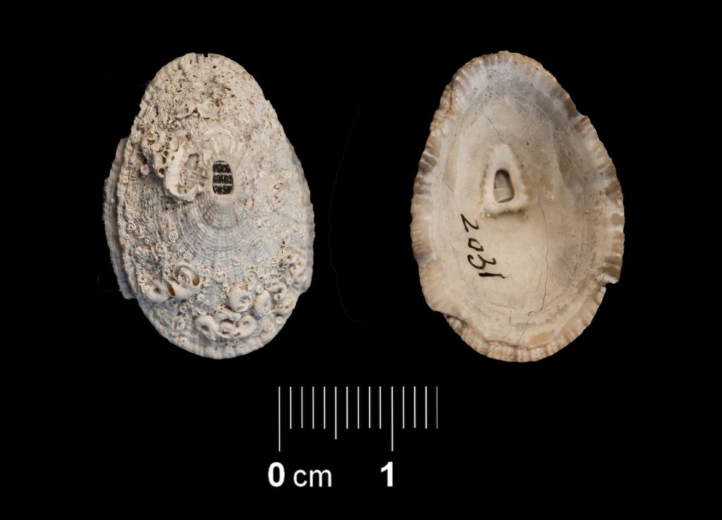 Fossile (invertebrato, esemplare)