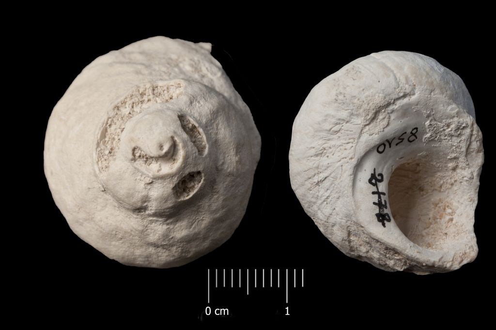 Fossile (invertebrato, esemplare)