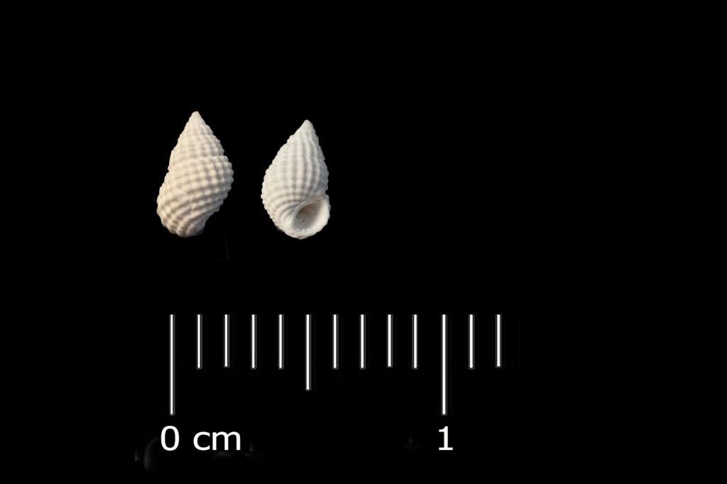 Fossile (invertebrato, esemplare)