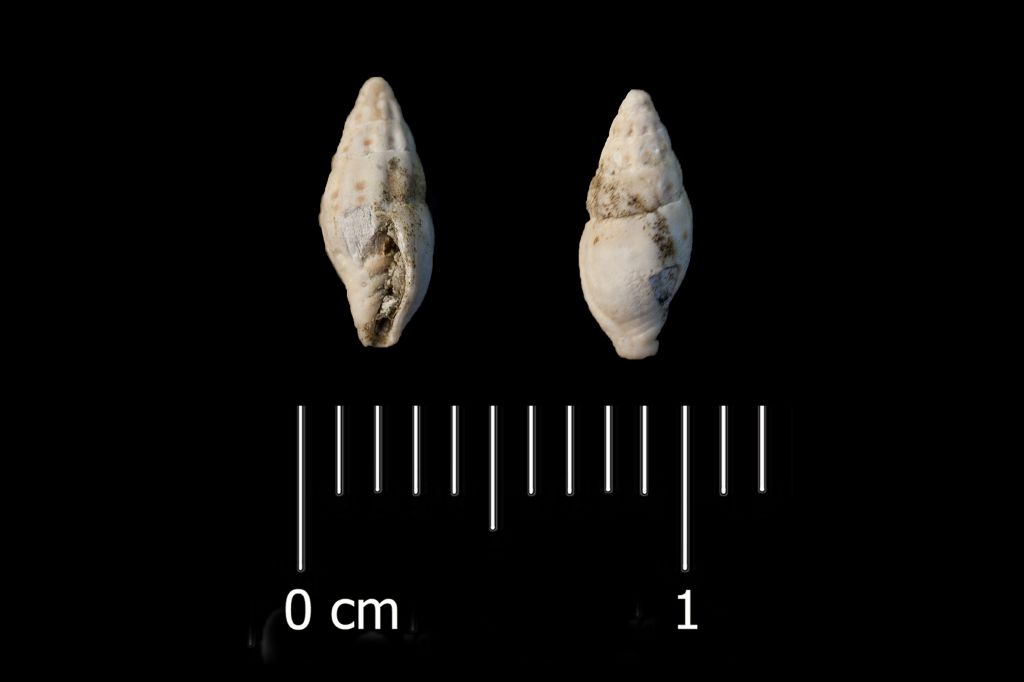 Fossile (invertebrato, esemplare)