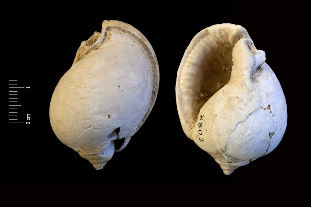 Fossile (invertebrato, esemplare)