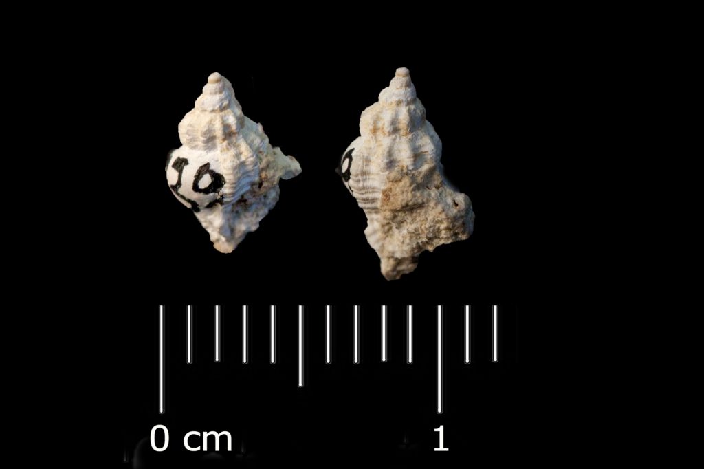 Fossile (invertebrato, esemplare)