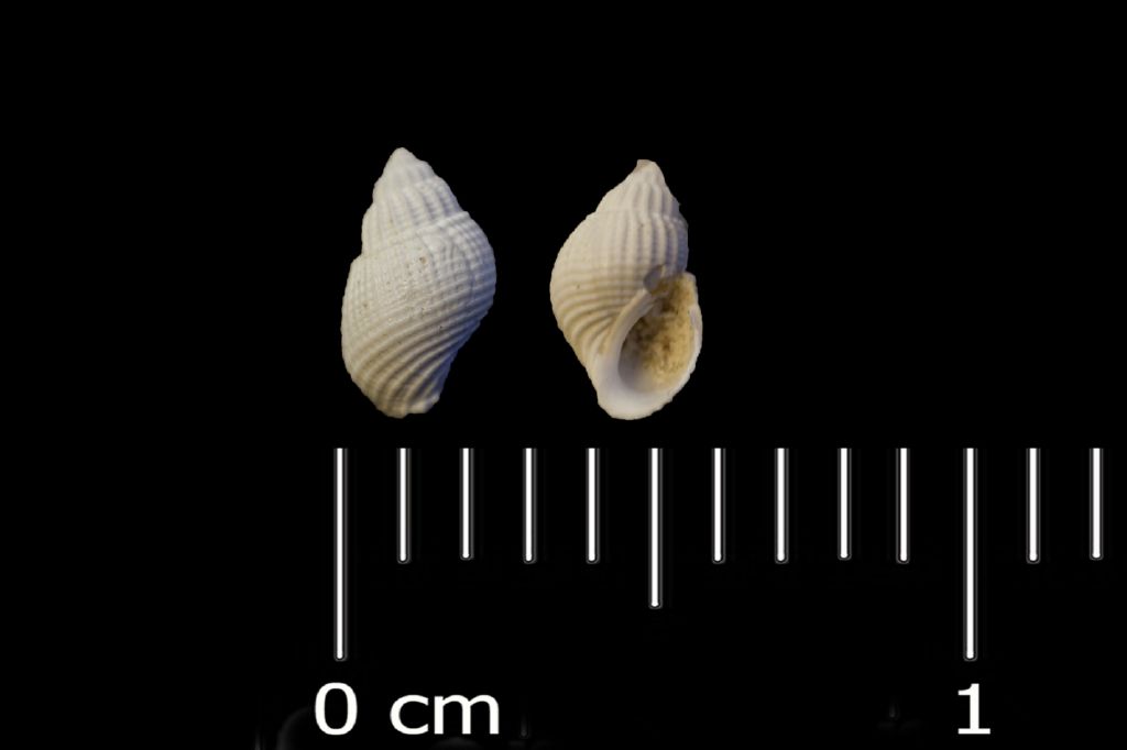 Fossile (invertebrato, esemplare)
