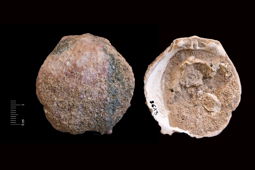 Fossile (invertebrato, esemplare)