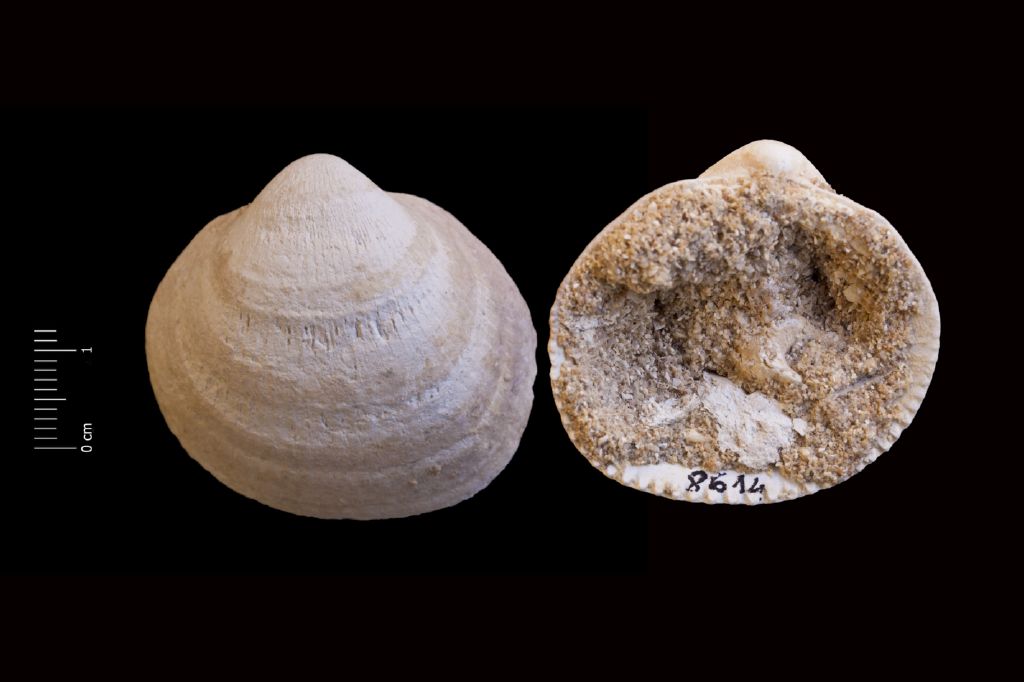Fossile (invertebrato, esemplare)