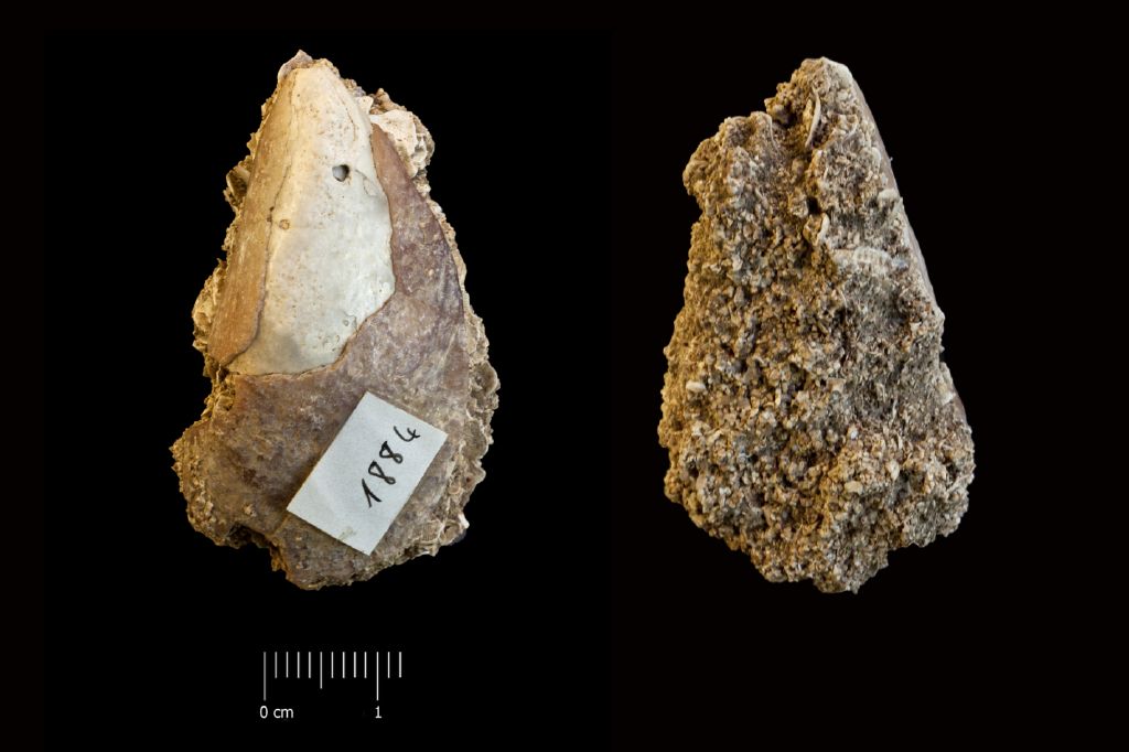 Fossile (invertebrato, esemplare)