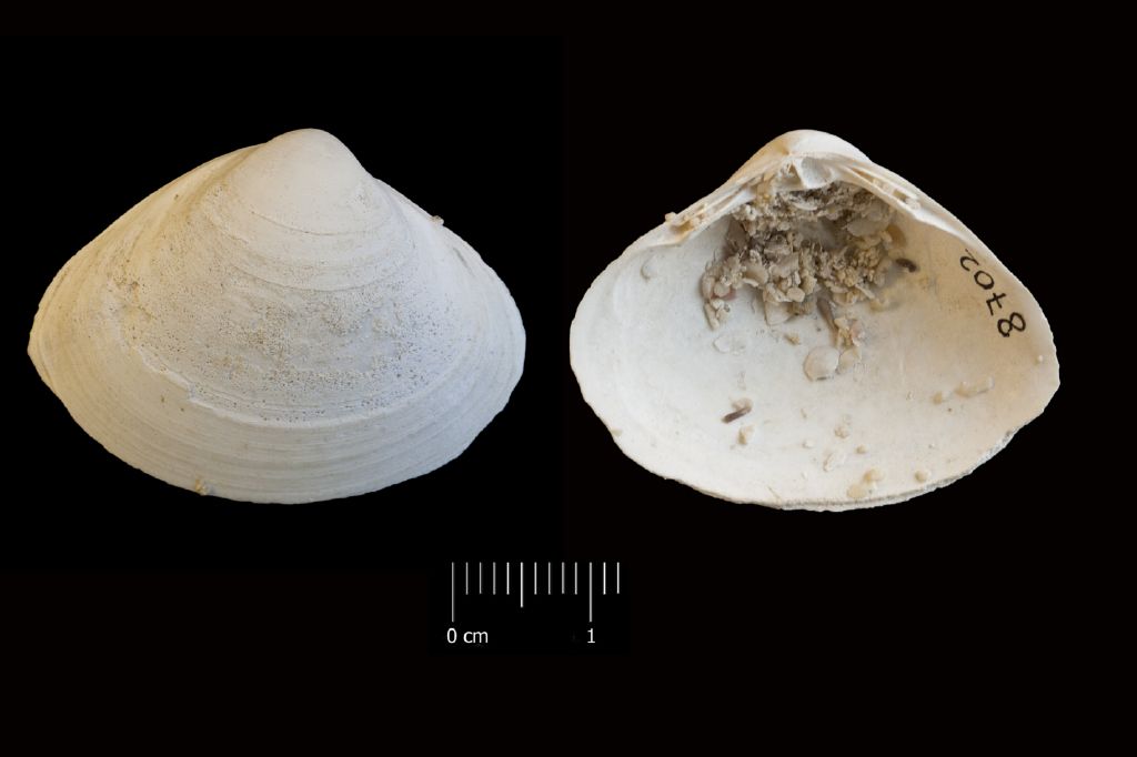 Fossile (invertebrato, esemplare)