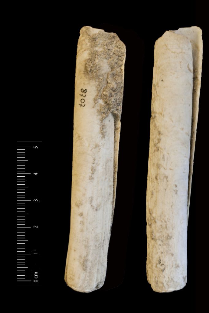 Fossile (invertebrato, esemplare)