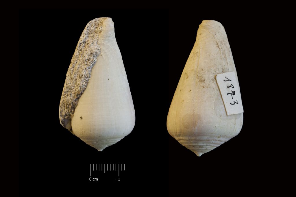 Fossile (invertebrato, esemplare)