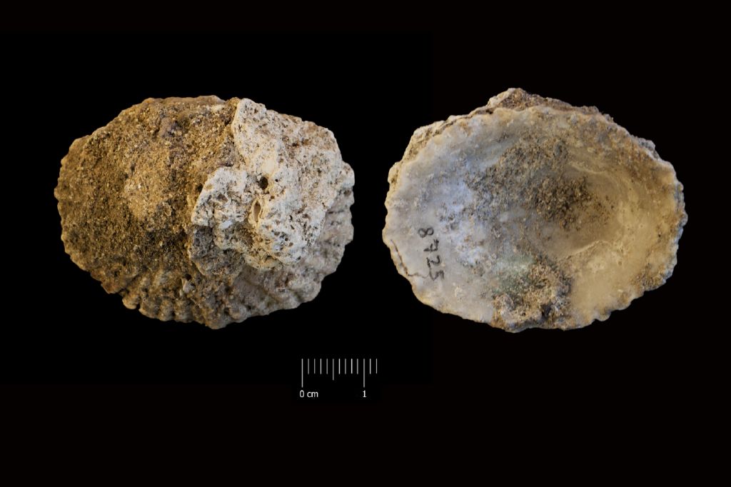 Fossile (invertebrato, esemplare)