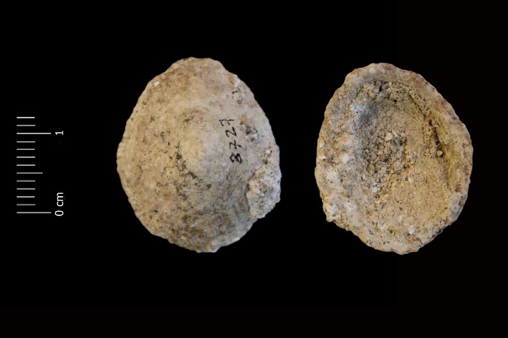 Fossile (invertebrato, esemplare)