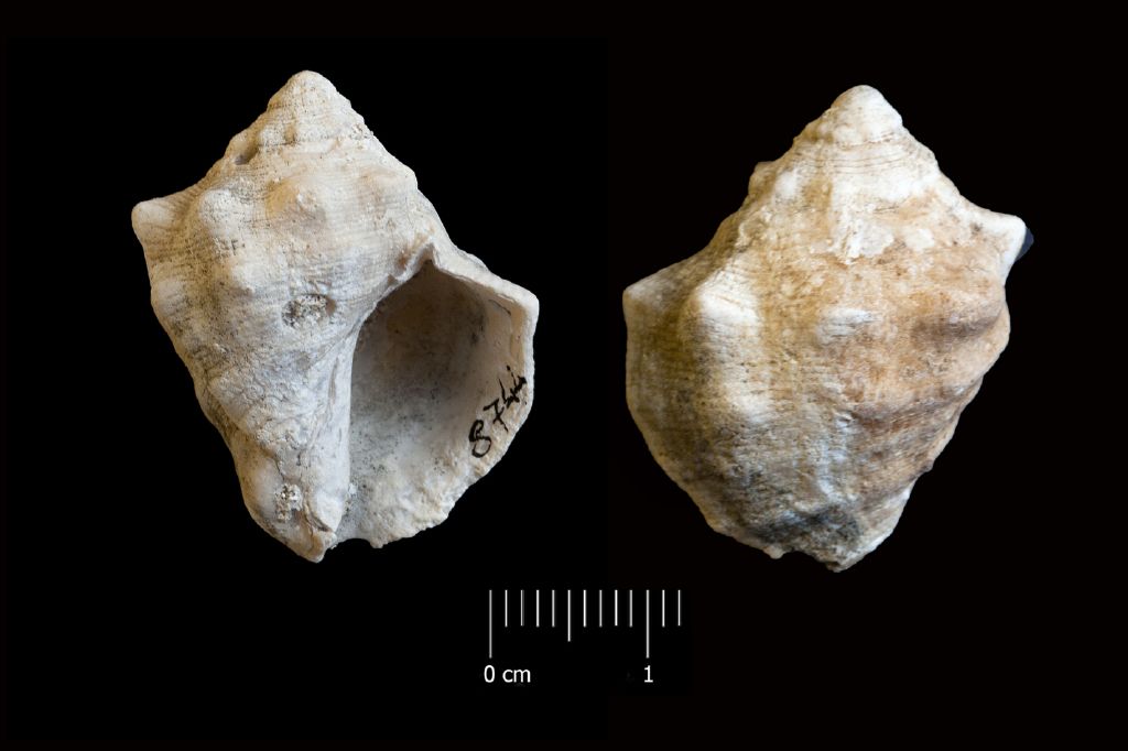 Fossile (invertebrato, esemplare)