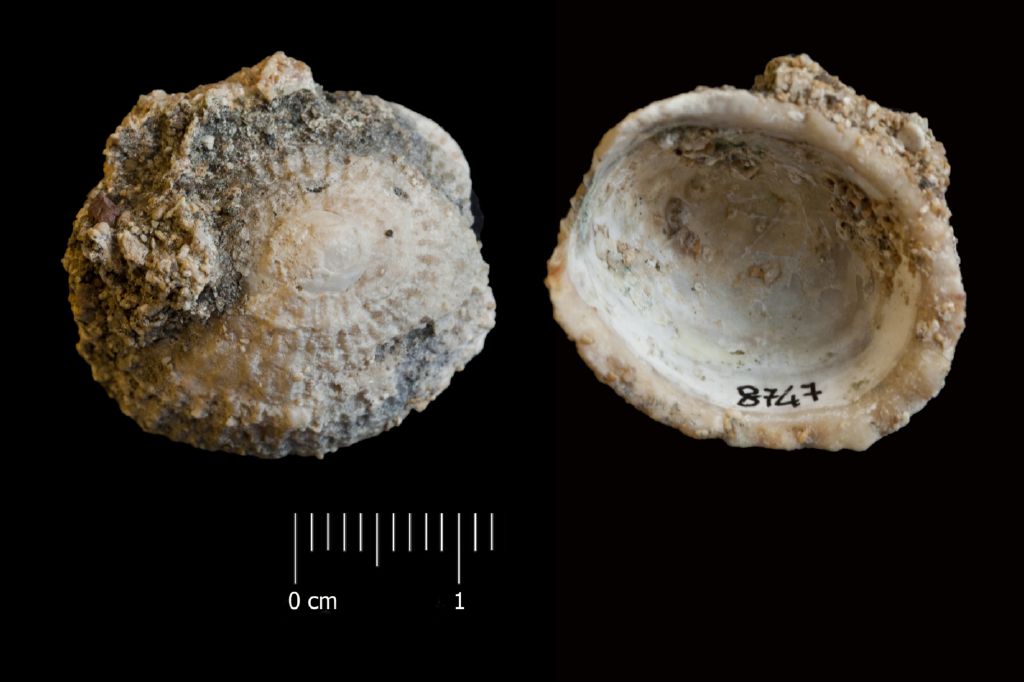 Fossile (invertebrato, esemplare)