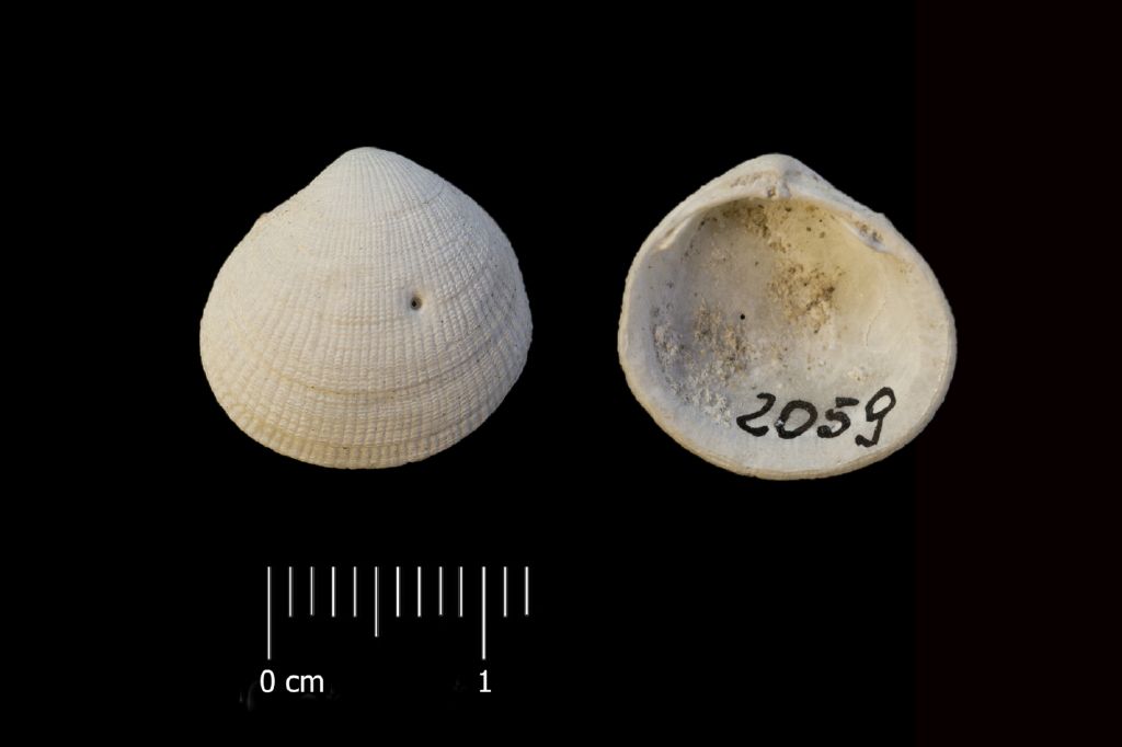 Fossile (invertebrato, esemplare)