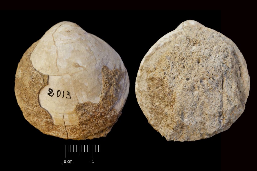 Fossile (invertebrato, esemplare)