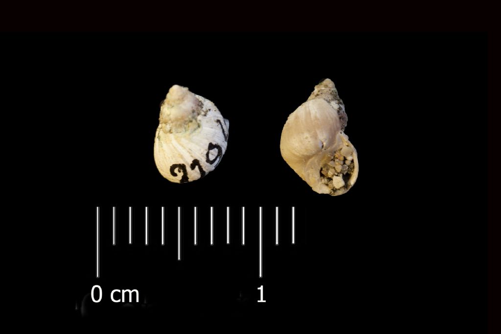 Fossile (invertebrato, esemplare)