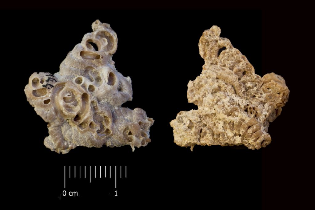 Fossile (invertebrato, esemplare)