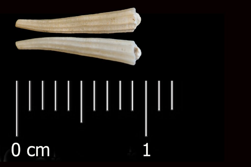 Fossile (invertebrato, esemplare)