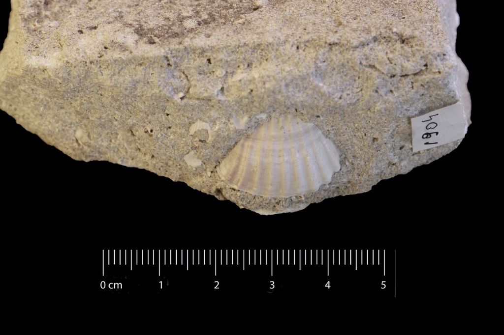 Fossile (invertebrato, serie)