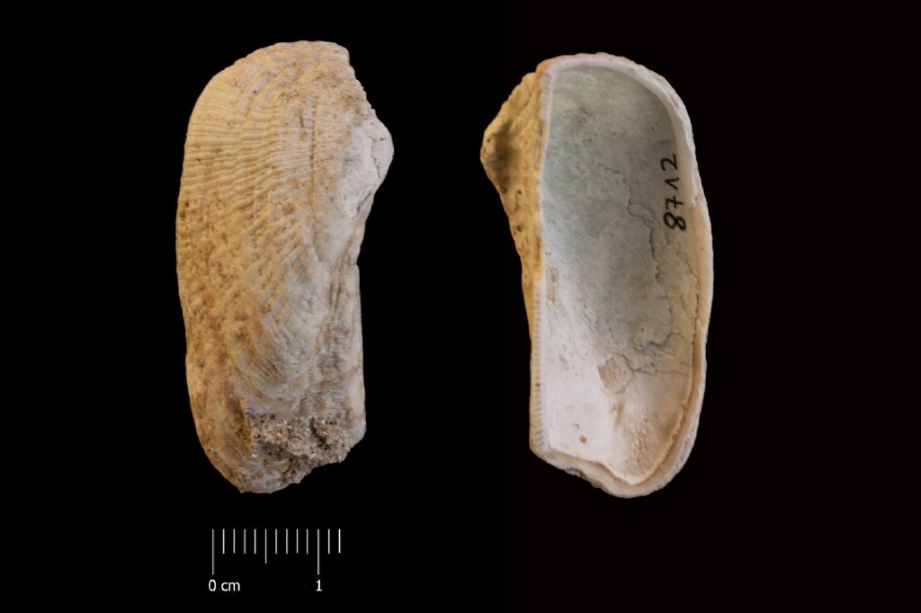 Fossile (invertebrato, esemplare)