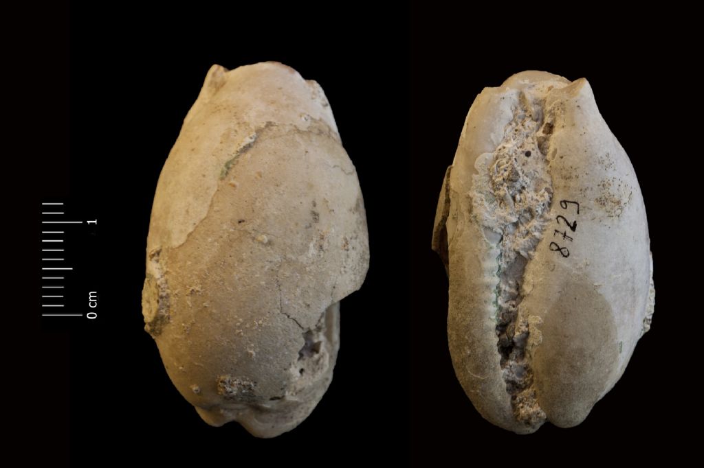 Fossile (invertebrato, esemplare)