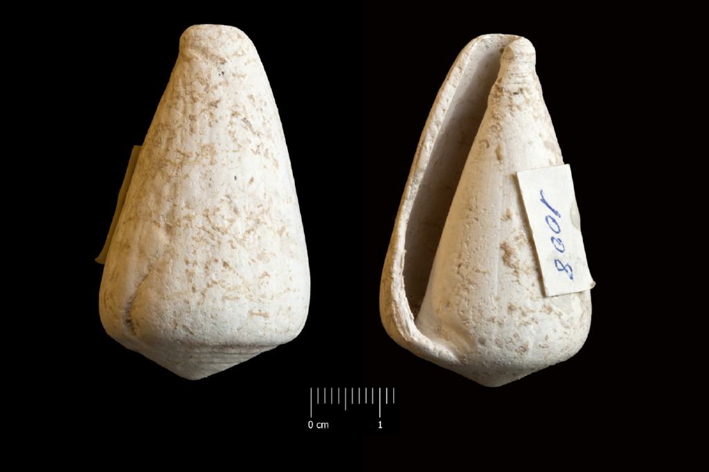 Fossile (invertebrato, esemplare)