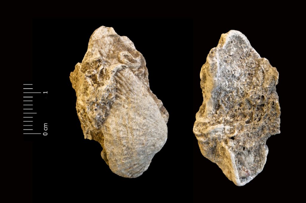 Fossile (invertebrato, esemplare)