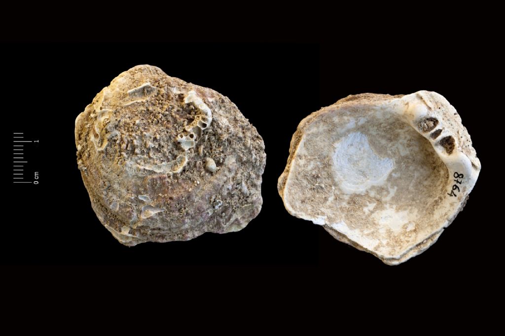 Fossile (invertebrato, esemplare)