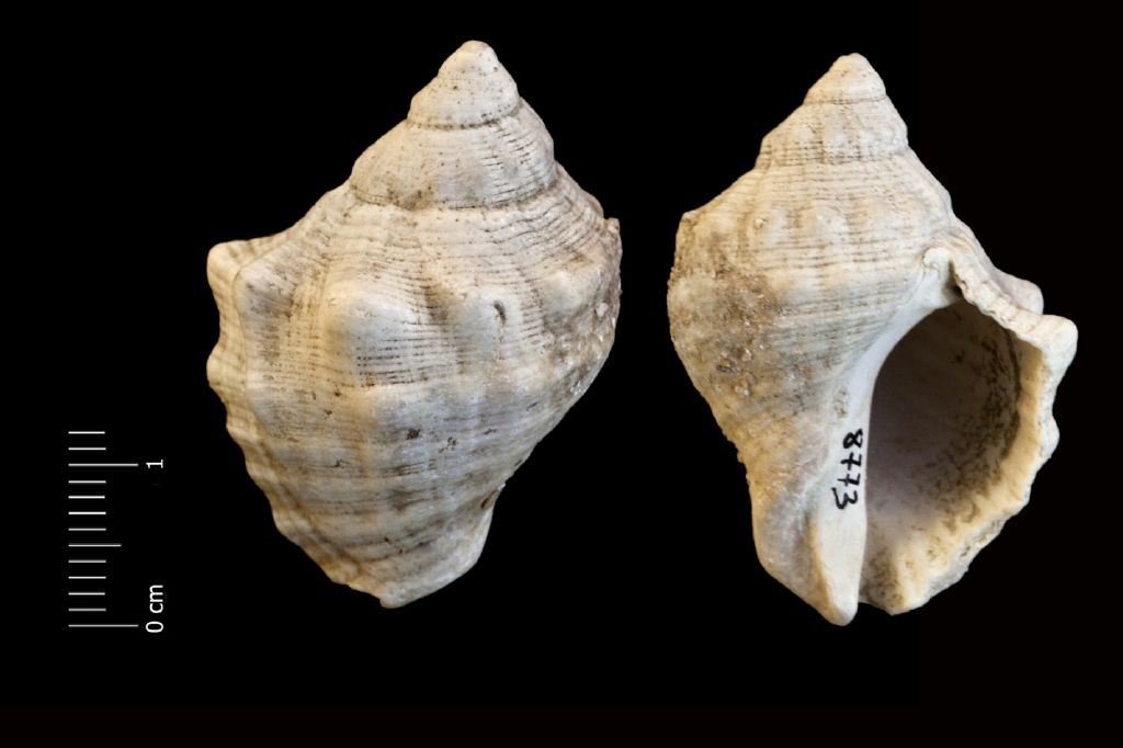 Fossile (invertebrato, esemplare)