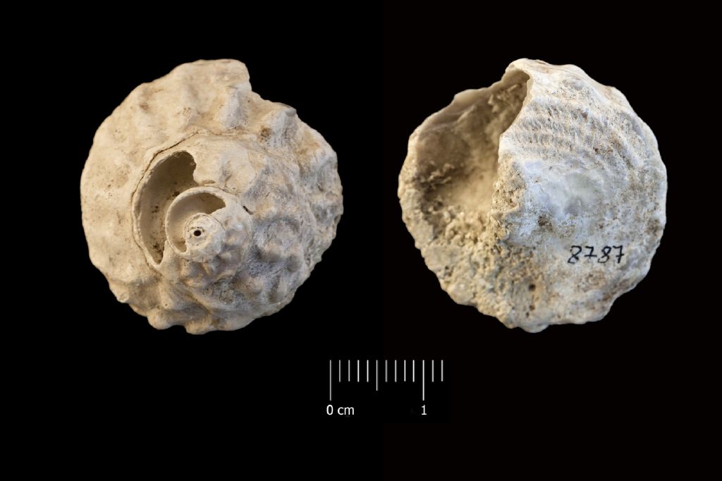 Fossile (invertebrato, esemplare)