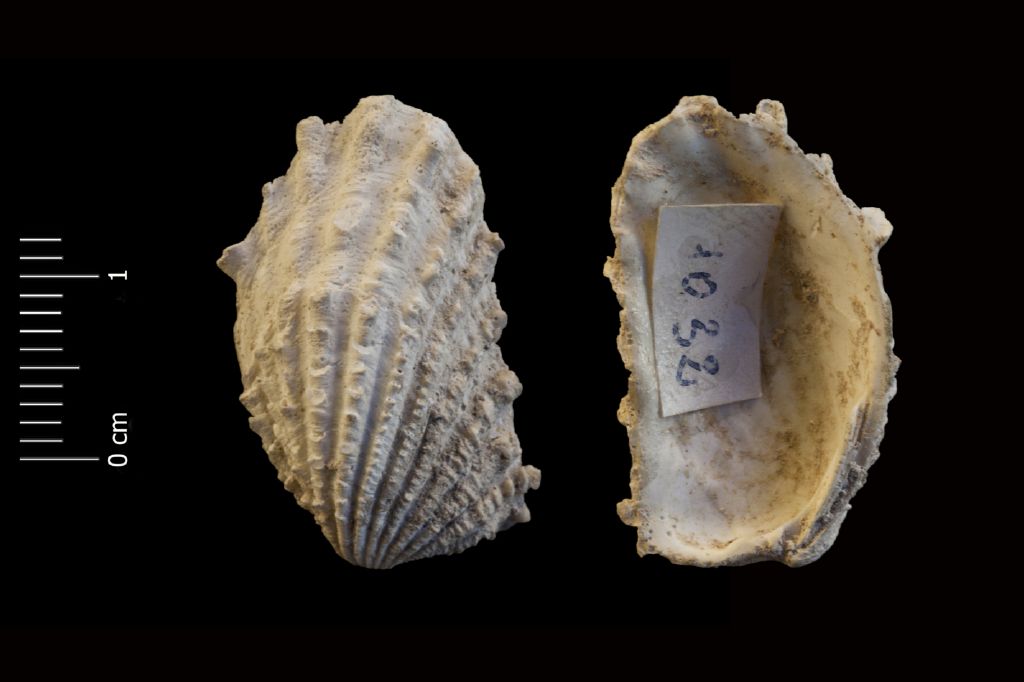 Fossile (invertebrato, esemplare)