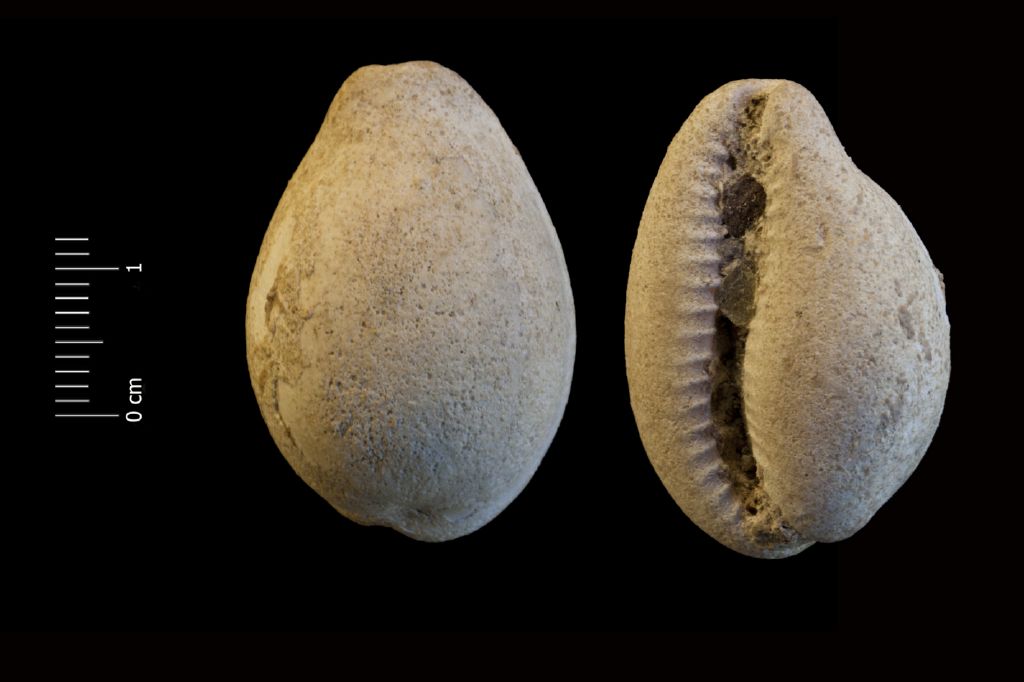 Fossile (invertebrato, esemplare)