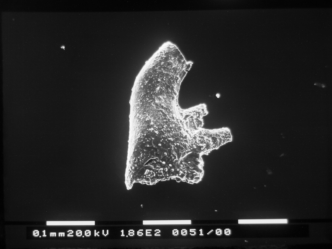Preparato per microscopio (fossile, esemplare)