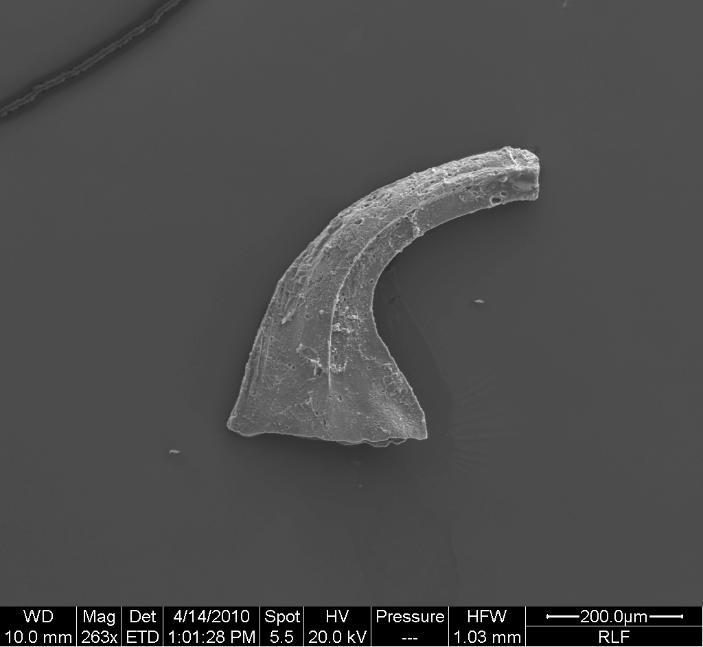 Preparato per microscopio (fossile, conodonte, esemplare)