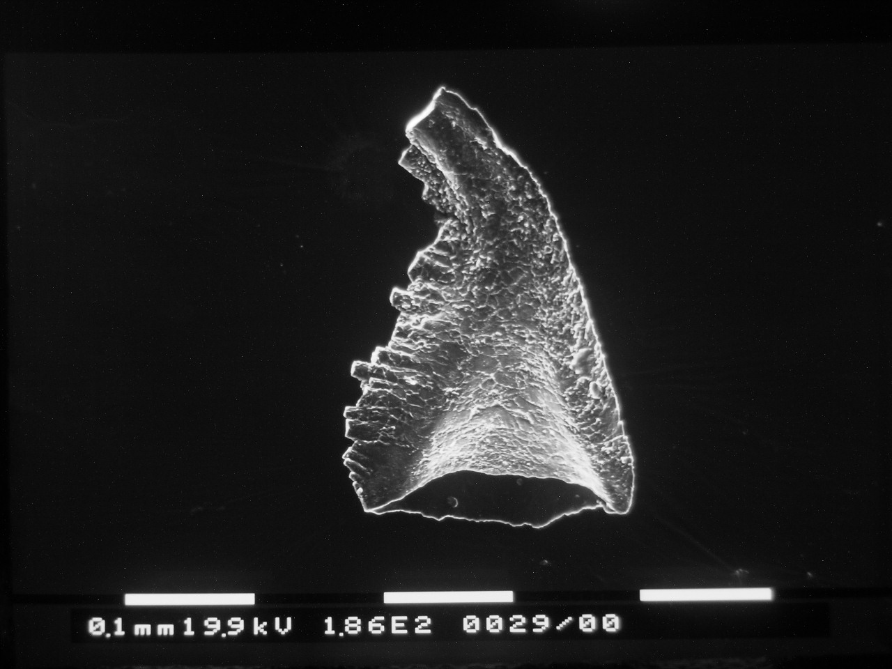 Preparato per microscopio (fossile, esemplare)