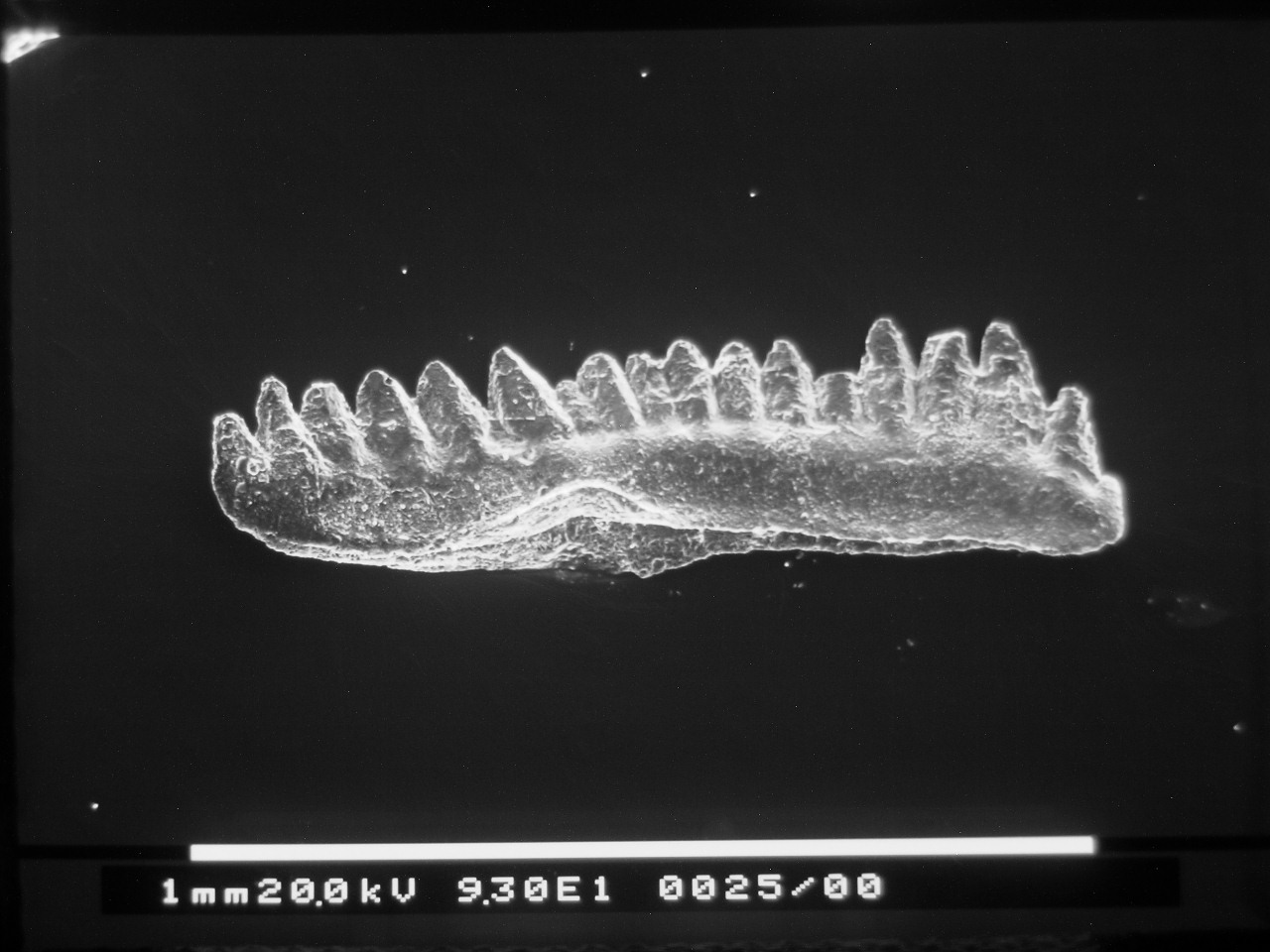 Preparato per microscopio (fossile, esemplare)