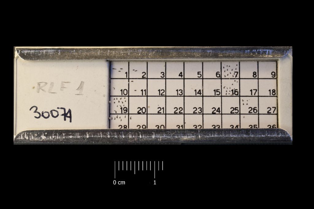 Preparato per microscopio (fossile, associazione fossile)