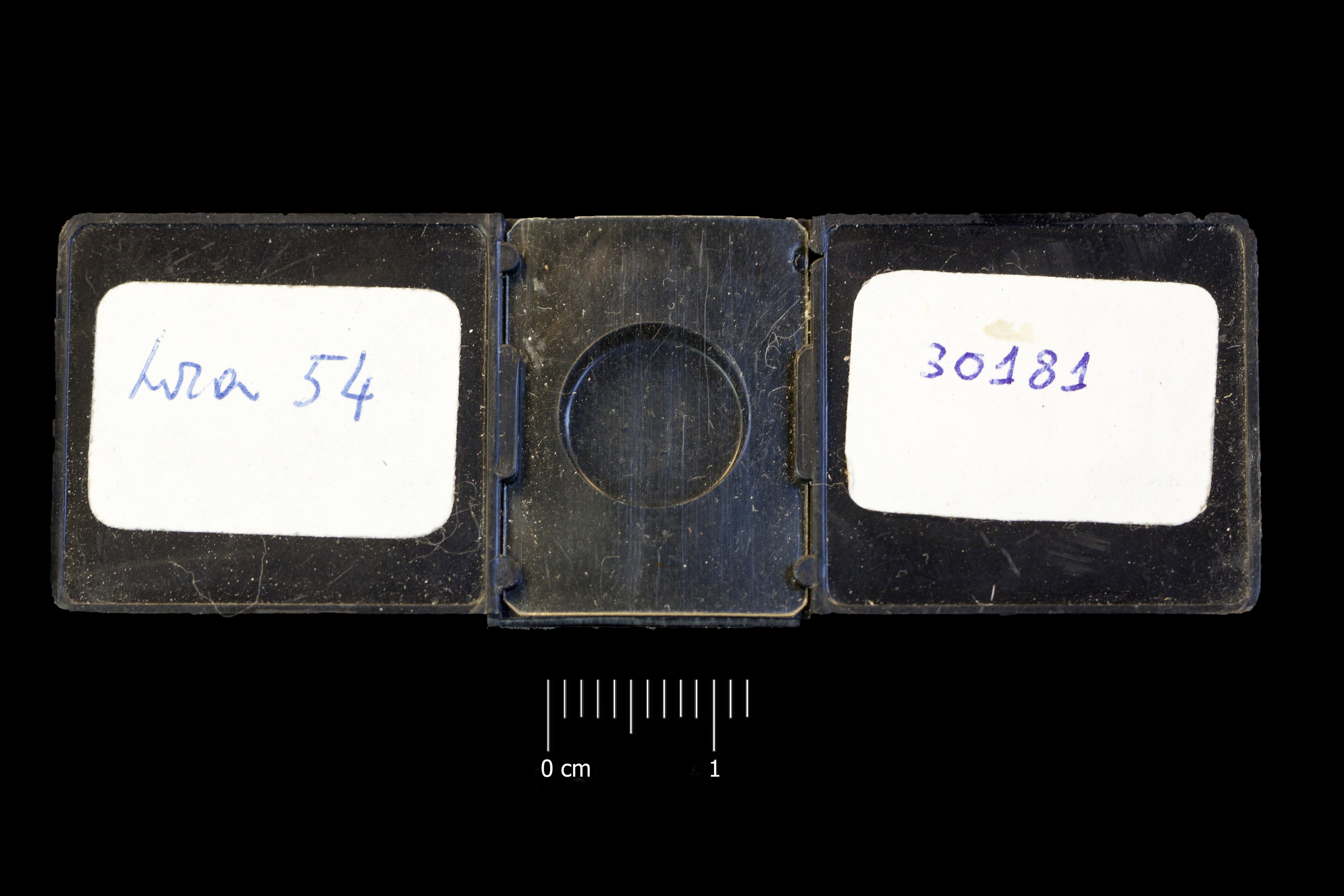 Preparato per microscopio (fossile, associazione fossile)