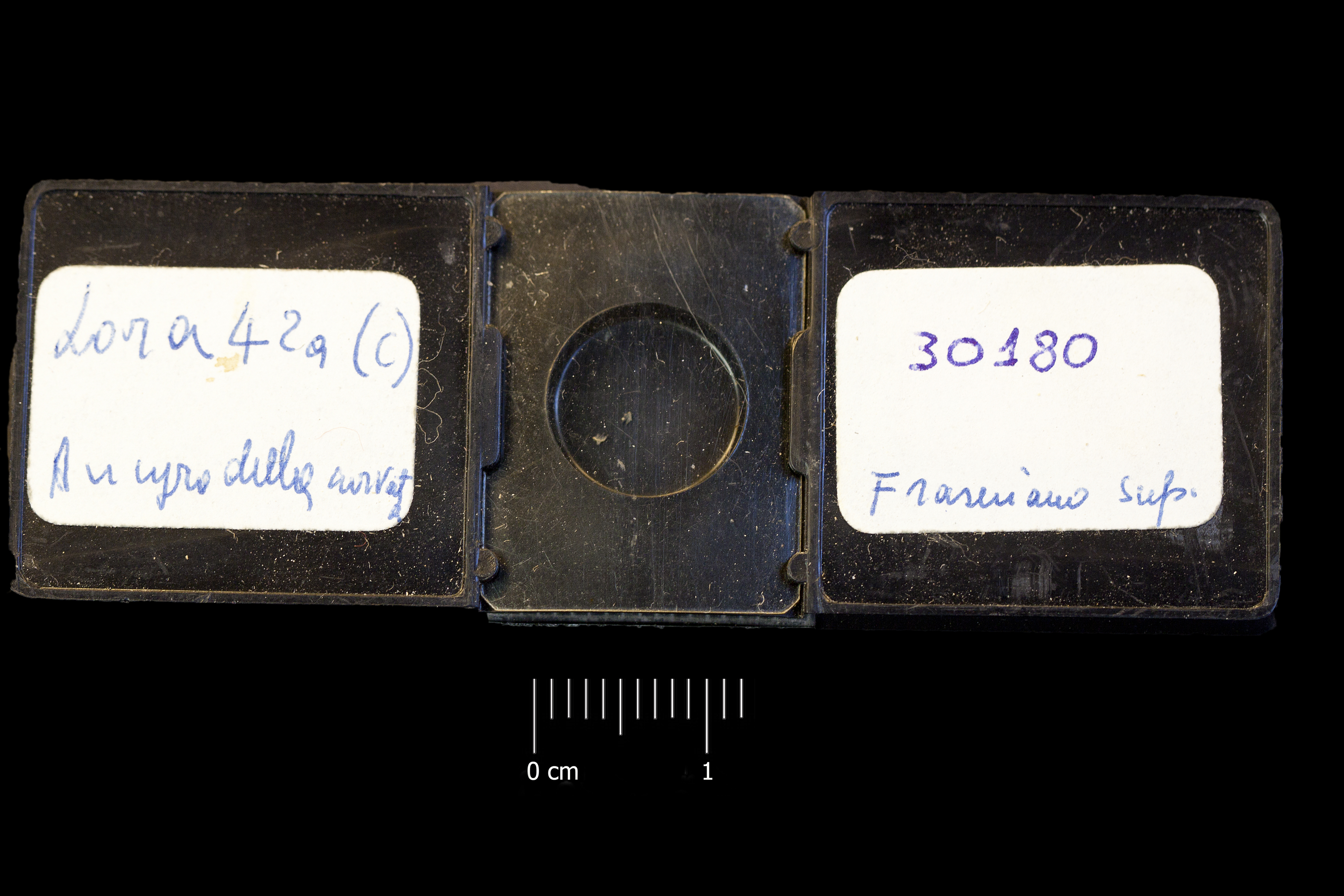 Preparato per microscopio (fossile, associazione fossile)