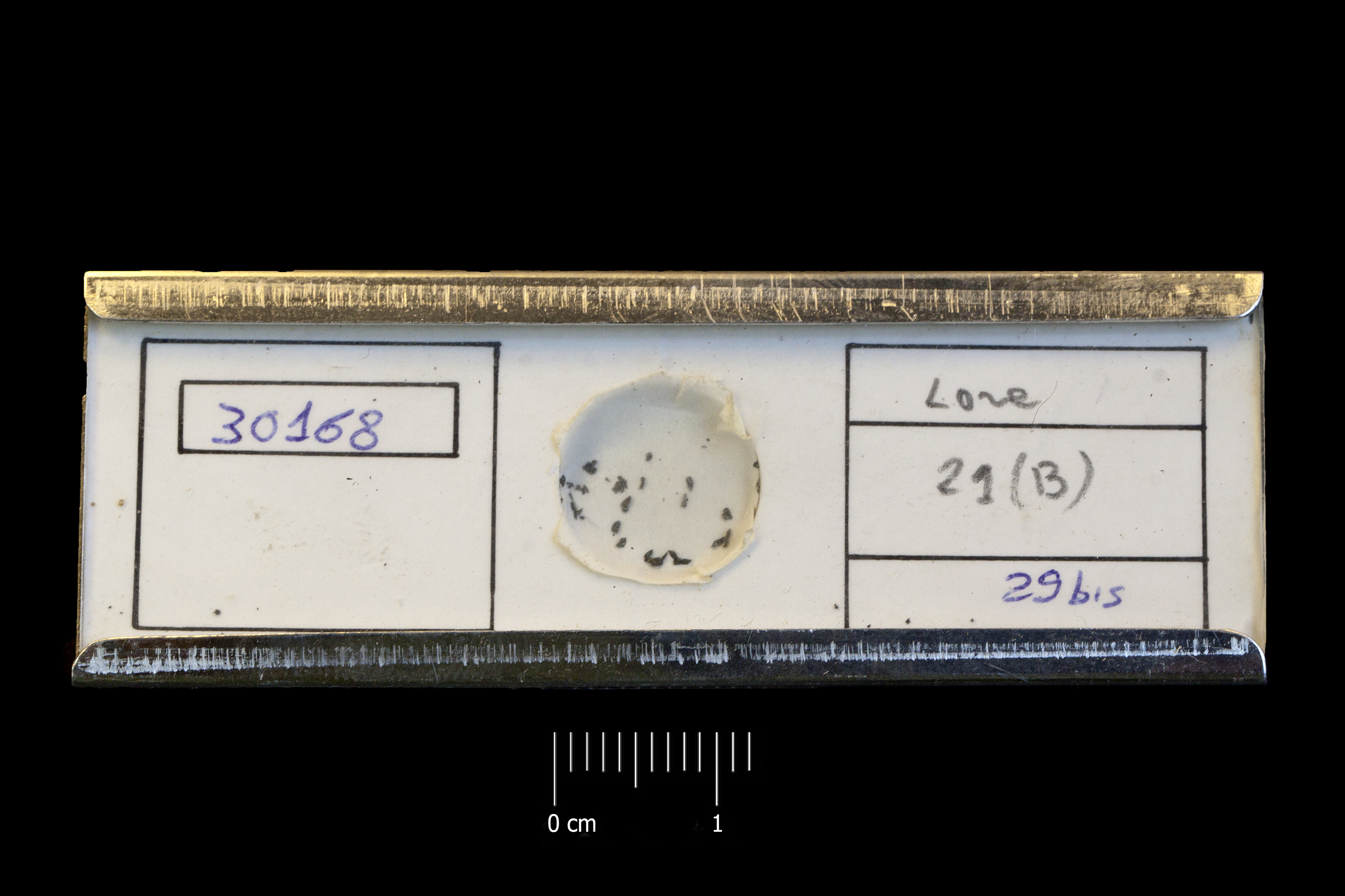 Preparato per microscopio (fossile, associazione fossile)